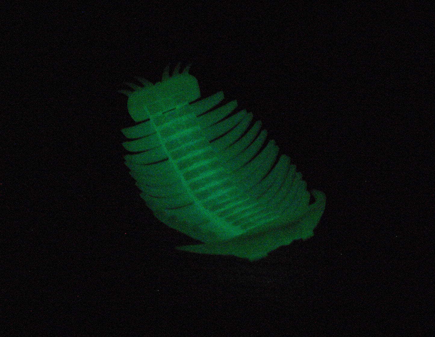 Glow in the dark Trilobite model 3d printed quick dispatch from the UK!