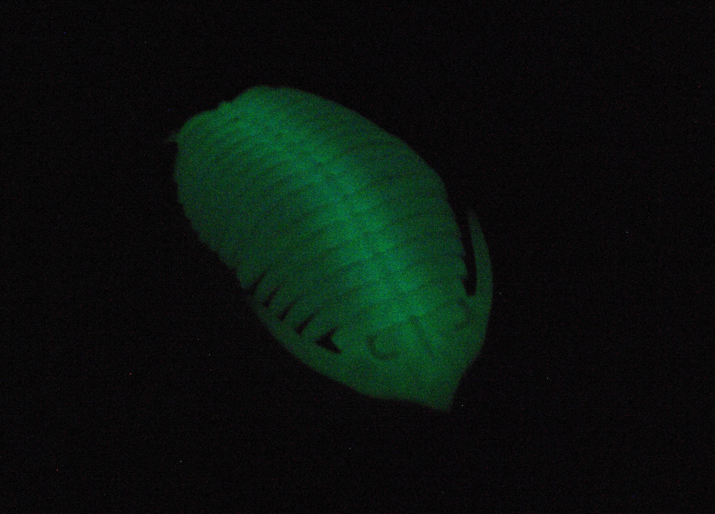Glow in the dark Trilobite model 3d printed quick dispatch from the UK!