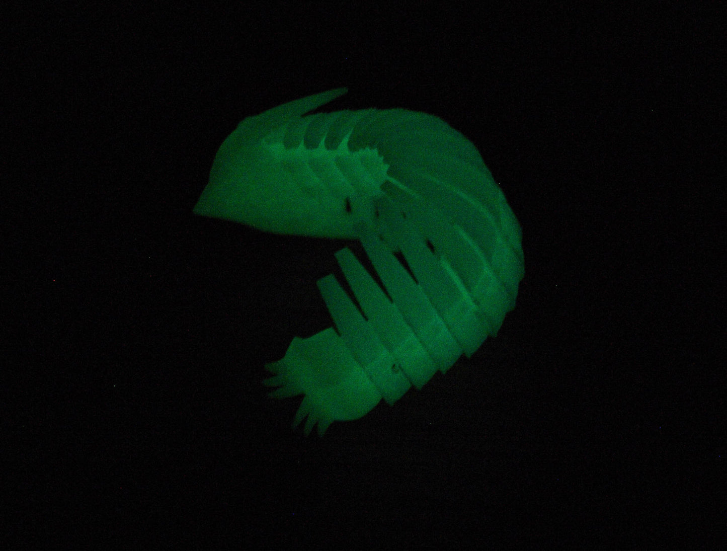 Glow in the dark Trilobite model 3d printed quick dispatch from the UK!
